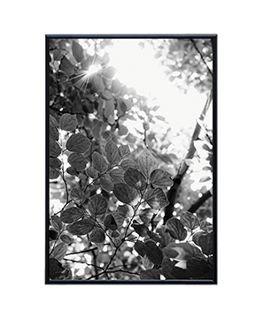 BRANCHES AND LEAVES_05